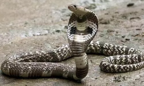 ഒഡിഷയിൽ മൂന്ന് വിദ്യാർഥികൾ ഹോസ്റ്റലിൽ പാമ്പുകടിയേറ്റു മരിച്ചു