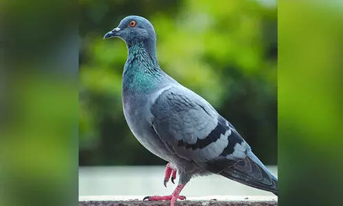 Spy Pigeon