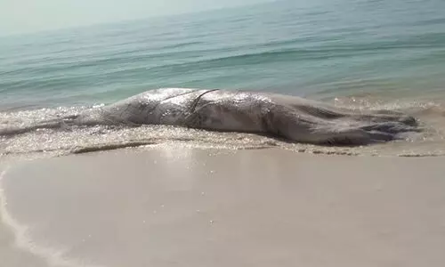 അ​ൽ വു​സ്ത​യി​ൽ തി​മിം​ഗ​ലം ച​ത്ത് ക​ര​ക്ക​ടി​ഞ്ഞു