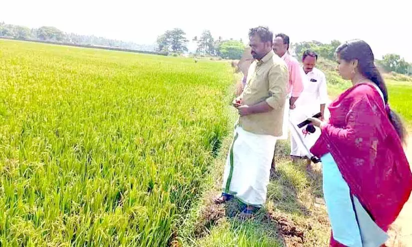 ത​ണ്ടു​തു​ര​പ്പ​ന്റെ ആ​ക്ര​മ​ണം; 200 ഏ​ക്ക​ർ നെൽകൃഷി നശിക്കുന്നു