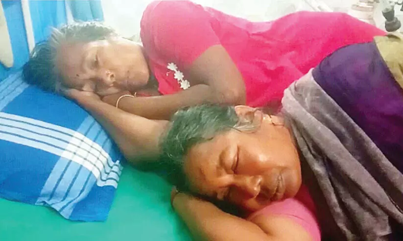 തേനീച്ച ആക്രമണം: തൊഴിലുറപ്പ് തൊഴിലാളികൾക്ക് പരിക്ക്