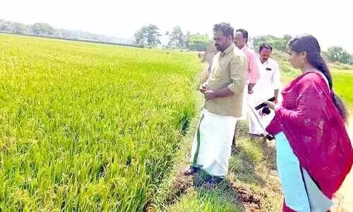 ത​ണ്ടു​തു​ര​പ്പ​ന്റെ ആ​ക്ര​മ​ണം; 200 ഏ​ക്ക​ർ നെൽകൃഷി നശിക്കുന്നു