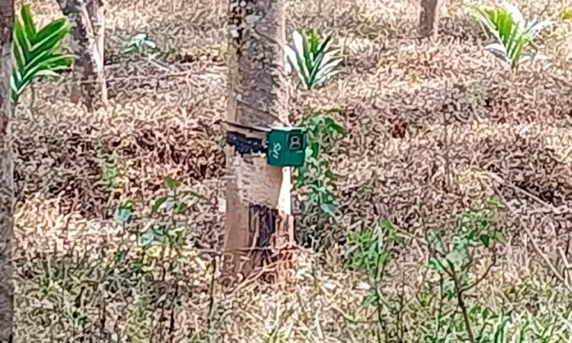 കാപ്പിക്കുന്ന് പ്രദേശത്ത് കടുവയെ നിരീക്ഷിക്കാൻ കാമറ സ്ഥാപിച്ചപ്പോൾ കാപ്പിക്കുന്ന് പ്രദേശത്ത് കടുവയെ നിരീക്ഷിക്കാൻ കാമറ സ്ഥാപിച്ചപ്പോൾ