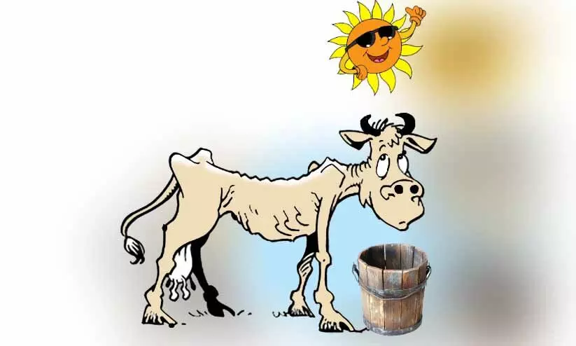 ചൂട്: ക്ഷീര മേഖല തളരുന്നു; പാൽ ഉൽപാദനത്തിൽ പ്രതിദിനം 20,000 ലിറ്ററിന്‍റെ കുറവ്