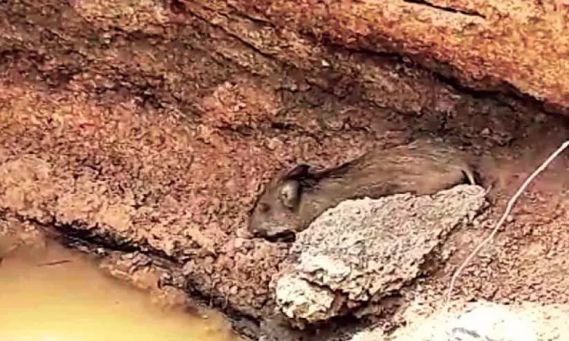 കിണറ്റിൽ വീണ കാട്ടുപന്നിയെ വെടിവെച്ചു കൊന്നു