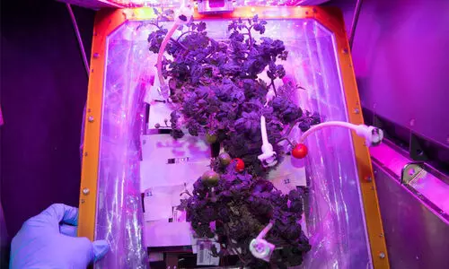 ഇ​ത്​ വെ​റും ത​ക്കാ​ളി​യ​ല്ല; ബ​ഹി​രാ​കാ​ശ​ത്ത്​   വി​ള​വെ​ടു​ത്ത​ത്​