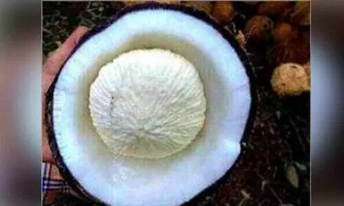 തേ​ങ്ങ​പ്പൊ​ങ്ങ് കഴിച്ച് അഞ്ചര വയസ്സുകാരനടക്കം 15 പേർക്ക് ഭക്ഷ്യവിഷബാധ