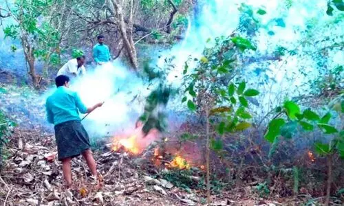 പാൽചുരത്ത് അഗ്നിബാധ: 25 ഏക്കർ കൃഷിയിടം കത്തി