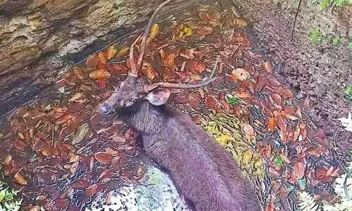 കിണറ്റിൽ അകപ്പെട്ട കലമാന് പുനർജന്മം