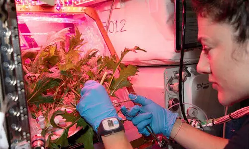 tomatoes Harvested in space