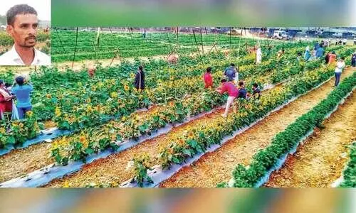 കൂ​രി​യാ​ട് പാ​ട​ത്ത് സൂ​ര്യ​കാ​ന്തി; സ​ന്ദ​ർ​ശ​ക​ത്തി​ര​ക്ക്