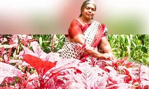 കൃ​ഷി​പാ​ഠം വി​ജ​യി​ച്ച്​ കൃ​ഷ്ണ​കു​മാ​രി