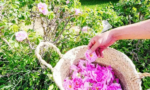 ത്വാ​ഇ​ഫി​ലെ റോ​സാ​പ്പൂ​ക്ക​ൾ യു​നെ​സ്​​കോ പ​ട്ടി​ക​യി​ൽ