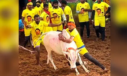 Jallikattu