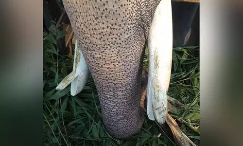 ലോറിയുടെ കാബിൻ ഗ്രില്ല് തട്ടി ആനയുടെ കൊമ്പ് പിളർന്നു