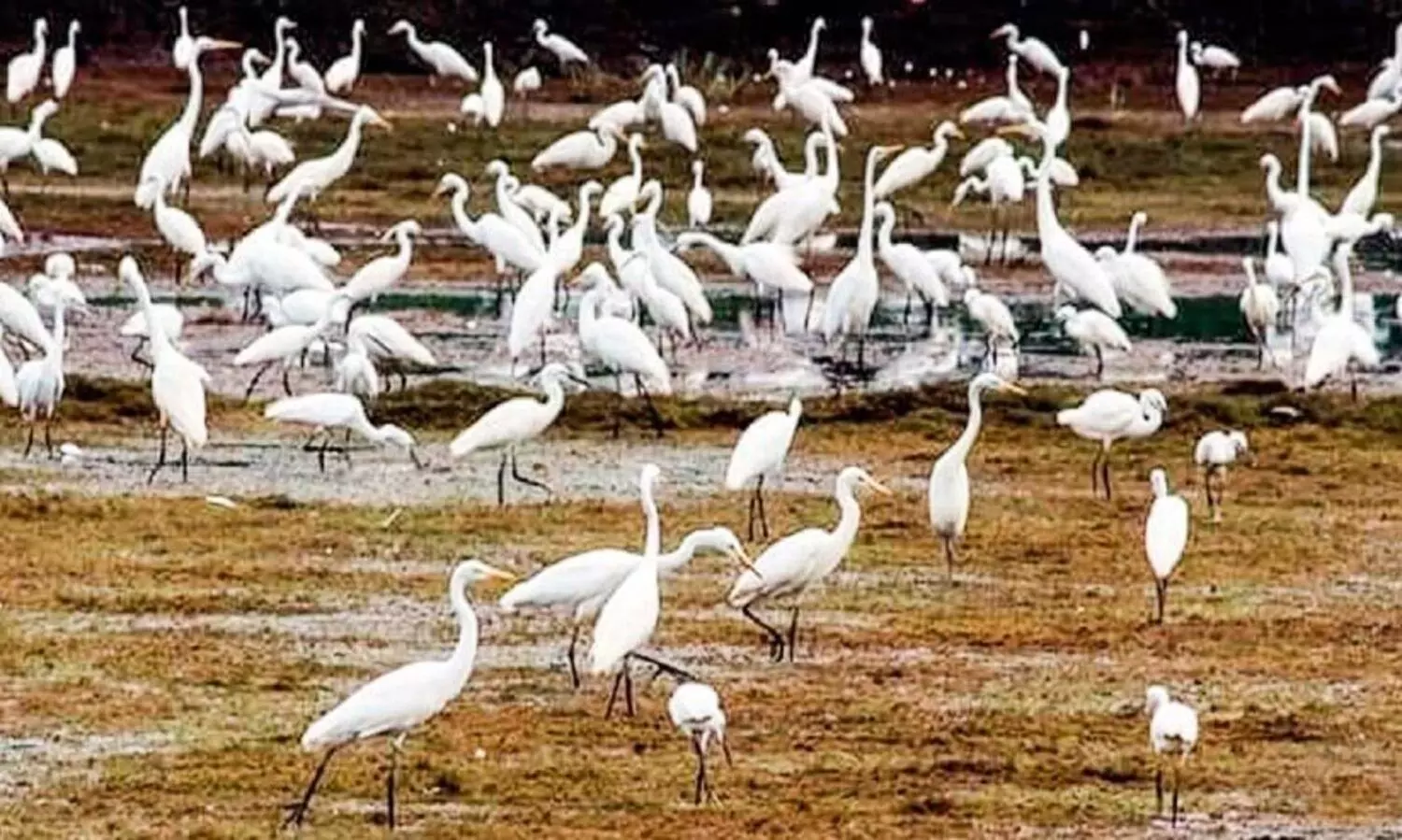 പാടം നിറയെ വെള്ളരികൊക്കുകൾ