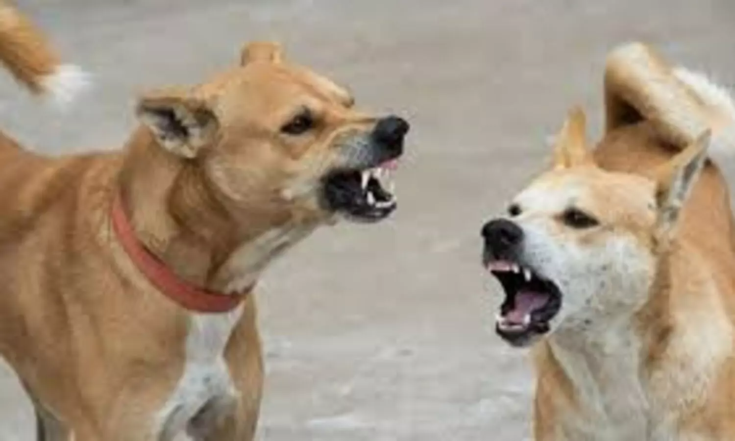 തെരുവ് നായ ആക്രമണം: നിയമ ഭേദഗതിക്കായി കേന്ദ്രത്തെ സമീപിക്കണമെന്ന് മനുഷ്യാവകാശ കമീഷൻ