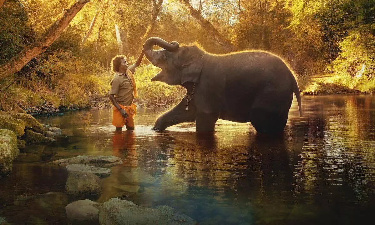 The Elephant Whisperers