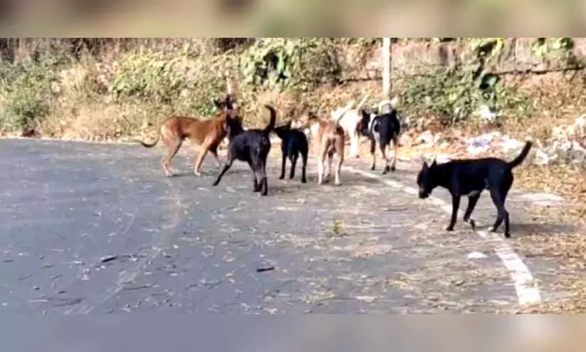 കൂളിമാട് റോഡിൽ മാലിന്യം തള്ളുന്നതിന് ശമനമില്ല