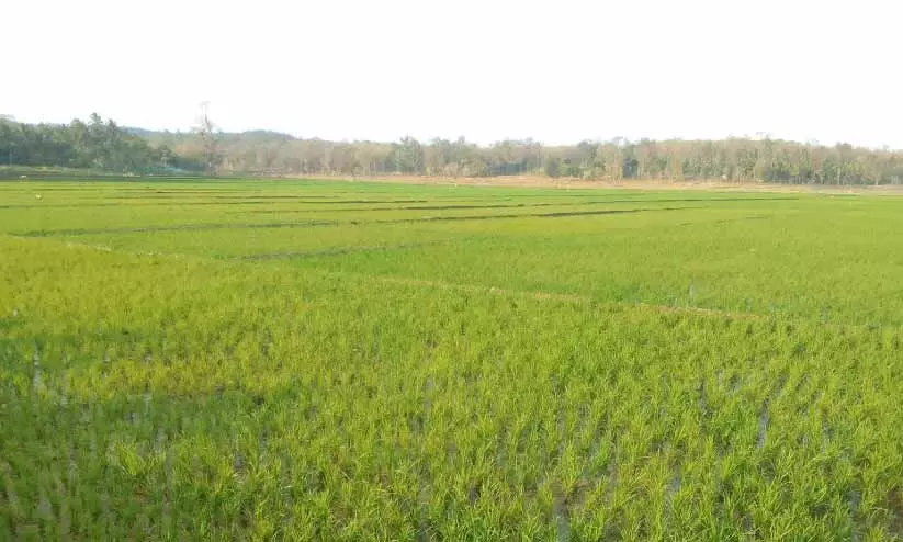 പച്ചപുതച്ച് അതിർത്തി ഗ്രാമങ്ങളിലെ വയലുകൾ