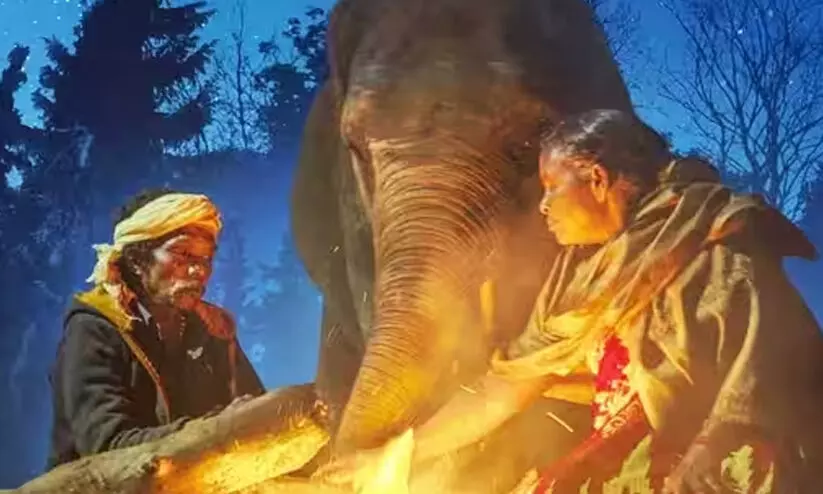 The Elephant Whisperers The Elephant Whisperers