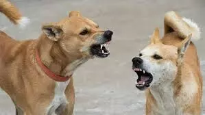 തെരുവ് നായ ആക്രമണം: നിയമ ഭേദഗതിക്കായി കേന്ദ്രത്തെ സമീപിക്കണമെന്ന് മനുഷ്യാവകാശ കമീഷൻ തെരുവ് നായ ആക്രമണം: നിയമ ഭേദഗതിക്കായി കേന്ദ്രത്തെ സമീപിക്കണമെന്ന് മനുഷ്യാവകാശ കമീഷൻ