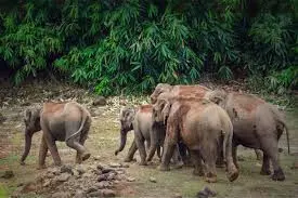 സംസ്ഥാനത്ത് ആനത്താരകൾക്ക് ഭൂമി ഏറ്റെടുക്കാൻ നടപടി തുടങ്ങിയെന്ന് എ.കെ ശശീന്ദ്രൻ സംസ്ഥാനത്ത് ആനത്താരകൾക്ക് ഭൂമി ഏറ്റെടുക്കാൻ നടപടി തുടങ്ങിയെന്ന് എ.കെ ശശീന്ദ്രൻ