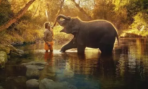 The Elephant Whisperers The Elephant Whisperers