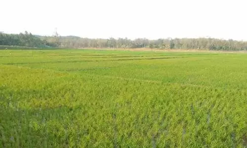 പച്ചപുതച്ച് അതിർത്തി ഗ്രാമങ്ങളിലെ വയലുകൾ