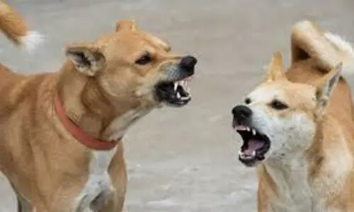 തെരുവ് നായ ആക്രമണം: നിയമ ഭേദഗതിക്കായി കേന്ദ്രത്തെ സമീപിക്കണമെന്ന് മനുഷ്യാവകാശ കമീഷൻ തെരുവ് നായ ആക്രമണം: നിയമ ഭേദഗതിക്കായി കേന്ദ്രത്തെ സമീപിക്കണമെന്ന് മനുഷ്യാവകാശ കമീഷൻ