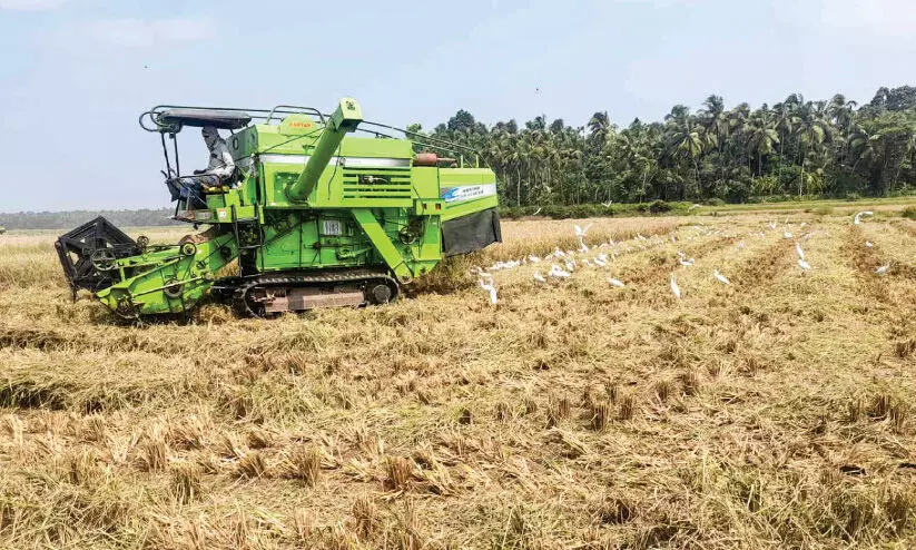 പുഞ്ച കൃഷി കൊയ്ത്ത് പുഞ്ച കൃഷി കൊയ്ത്ത്