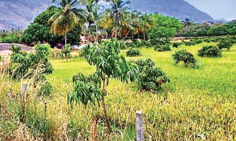 മാവിൻ തോട്ടങ്ങൾക്ക് വഴിമാറി നെൽപാടങ്ങൾ മാവിൻ തോട്ടങ്ങൾക്ക് വഴിമാറി നെൽപാടങ്ങൾ