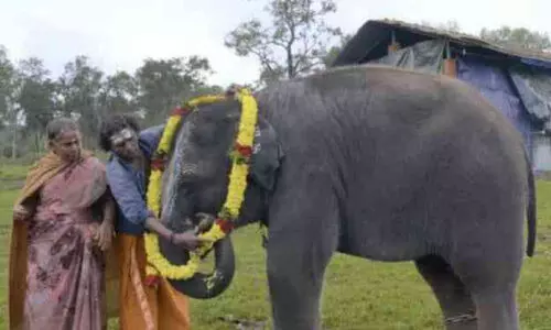 ഓസ്കർ ചന്തത്തിൽ തിളങ്ങി; മുതുമല ആന ക്യാമ്പ്