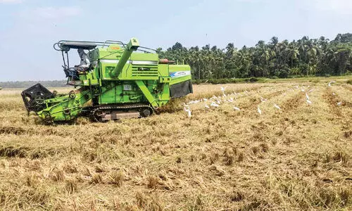 പു​ഞ്ച കൃ​ഷി കൊ​യ്ത്ത്