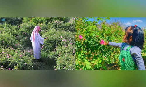 ത്വാഇഫിൽ റോസാപ്പൂക്കളുടെ വസന്തകാലം