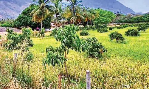 മാ​വി​ൻ തോ​ട്ട​ങ്ങ​ൾ​ക്ക് വ​ഴി​മാ​റി നെ​ൽ​പാ​ട​ങ്ങ​ൾ