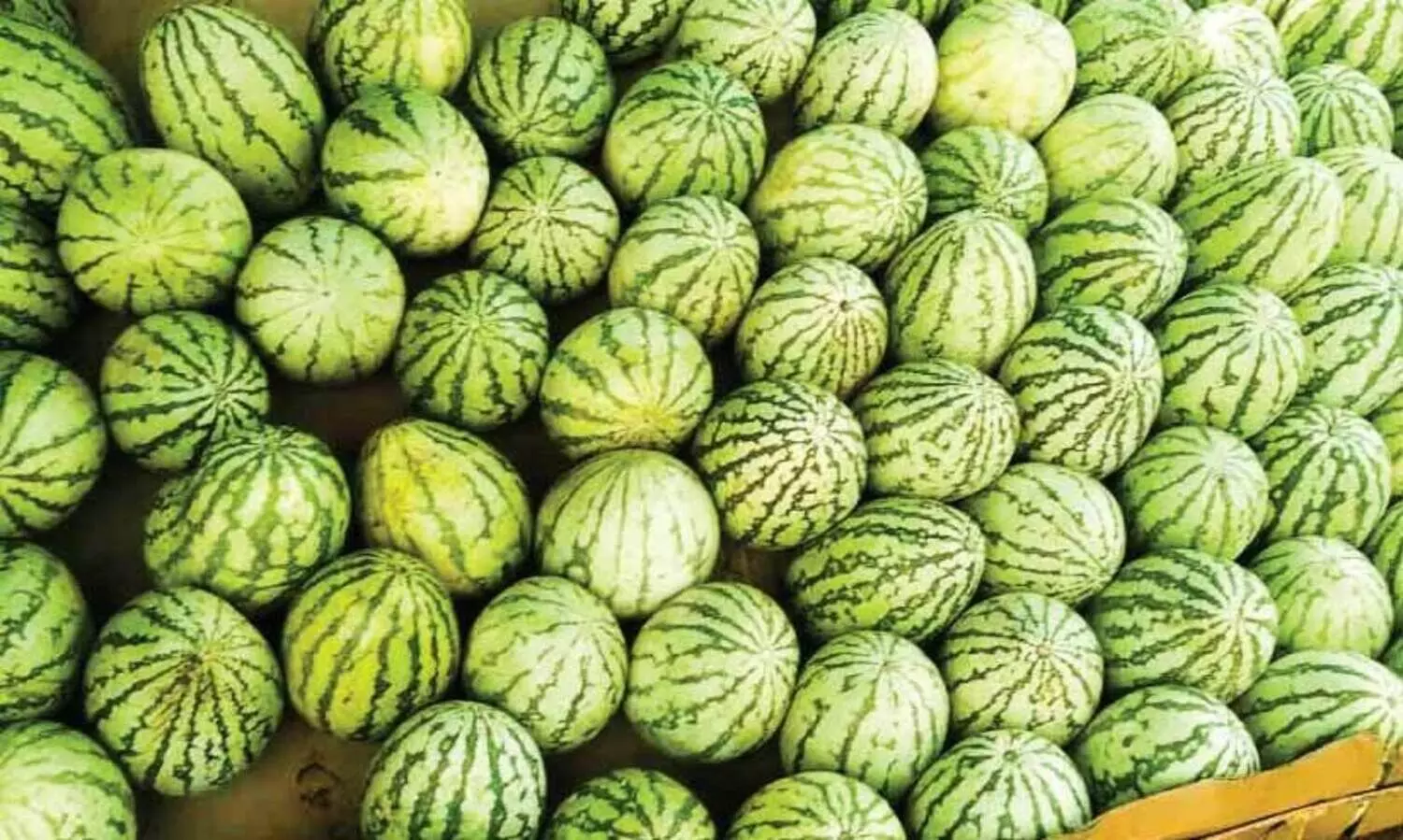 ​പൊ​ള്ളും ചൂ​ടി​ൽ പ്രി​യം ത​ണ്ണിമ​ത്ത​ൻ