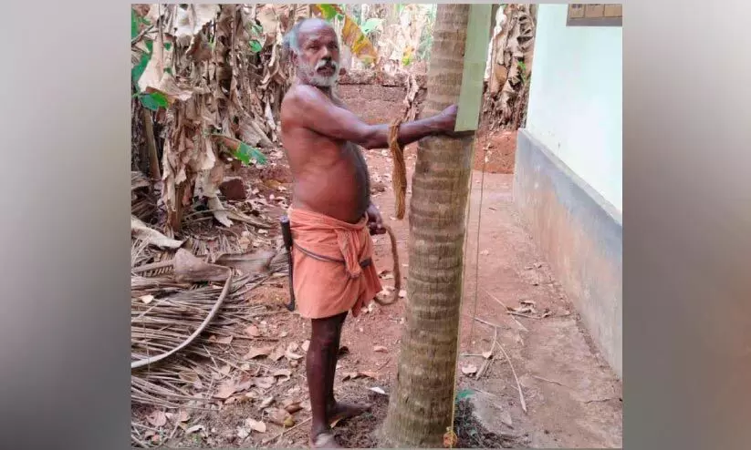 പിലിക്കോട്ട് തേങ്ങയിടാൻ മയ്യിച്ചയിൽനിന്ന് കണ്ണനെത്തണം പിലിക്കോട്ട് തേങ്ങയിടാൻ മയ്യിച്ചയിൽനിന്ന് കണ്ണനെത്തണം