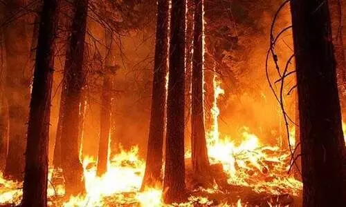 കാട്ടു തീ: രണ്ടു മാസത്തിനിടെ ഒരു കോടിയുടെ കൃഷിനാശം