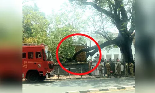 മ്യൂസിയത്തിന് സമീപം തണൽ മരത്തിന്റെ ശിഖരം ഒടിഞ്ഞുവീണു മ്യൂസിയത്തിന് സമീപം തണൽ മരത്തിന്റെ ശിഖരം ഒടിഞ്ഞുവീണു