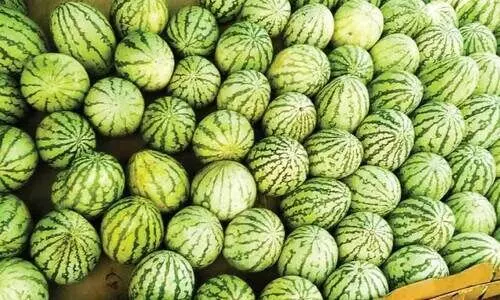 പൊള്ളും ചൂടിൽ പ്രിയം തണ്ണിമത്തൻ പൊള്ളും ചൂടിൽ പ്രിയം തണ്ണിമത്തൻ