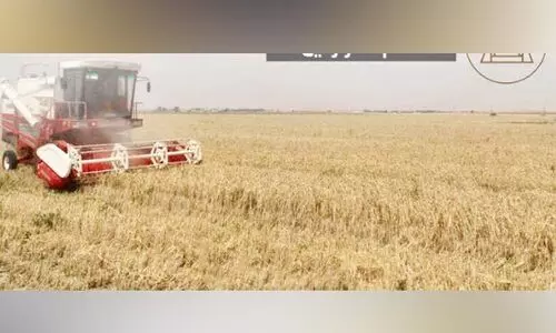 ദോഫാറിൽ ഗോതമ്പ്​ വിളവെടുപ്പിന്​ തുടക്കം