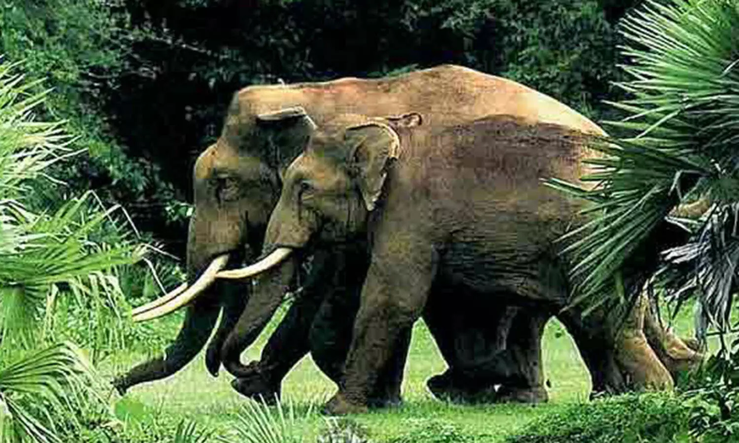 wild elephant menace