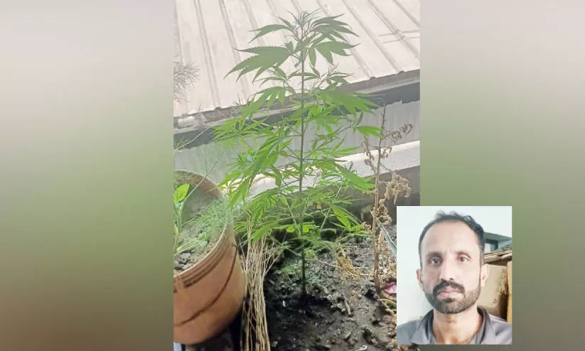 വീടിന്റെ ടെറസിൽ കഞ്ചാവ് ചെടി വളർത്തിയയാൾ പിടിയിൽ വീടിന്റെ ടെറസിൽ കഞ്ചാവ് ചെടി വളർത്തിയയാൾ പിടിയിൽ