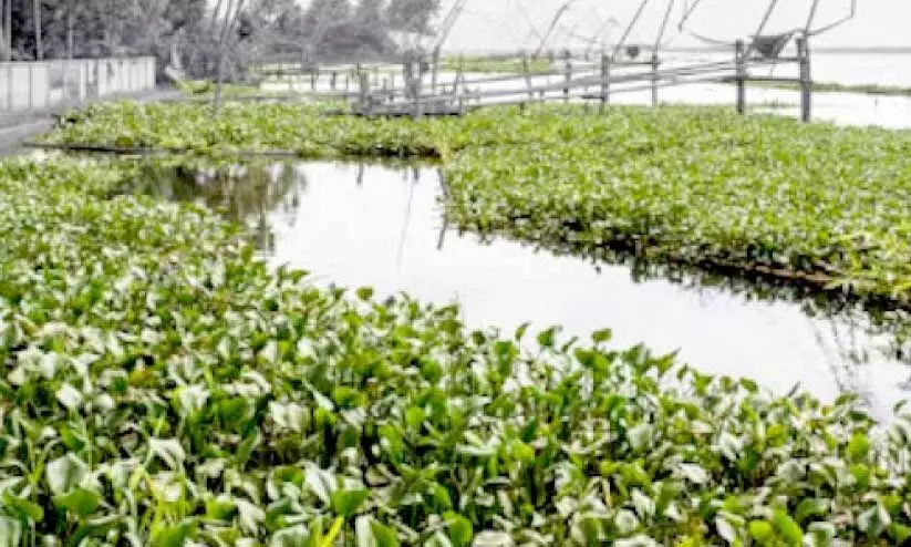 പോള നിറഞ്ഞ് കായൽ; ആലപ്പുഴ-കോട്ടയം റൂട്ടിൽ ബോട്ടുയാത്ര ദുരിതം പോള നിറഞ്ഞ് കായൽ; ആലപ്പുഴ-കോട്ടയം റൂട്ടിൽ ബോട്ടുയാത്ര ദുരിതം