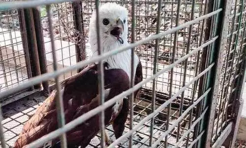 കുട്ടികളെ ആക്രമിച്ച പരുന്തിനെ എമർജൻസി റെസ്ക്യൂ ഫോഴ്സ് പിടികൂടി