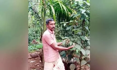 വൈവിധ്യത്തിന്‍റെ സമൃദ്ധിയിൽ ജോബിയുടെ കൃഷിയിടം