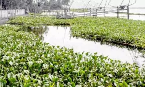 പോള നിറഞ്ഞ്​ കായൽ; ആലപ്പുഴ-കോട്ടയം റൂട്ടിൽ ബോട്ടുയാത്ര ദുരിതം