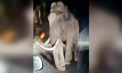 Padayappa, Arikomban, Munnar