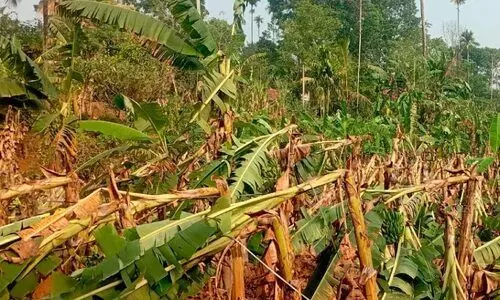 നശിച്ചത് ഏക്കറുകണക്കിന് വാഴക്കൃഷി; വേനൽമഴയിൽ കണ്ണീരണിഞ്ഞ് കർഷകർ